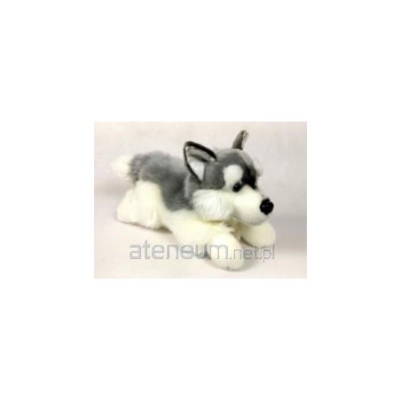 Pies husky 30cm 02882
