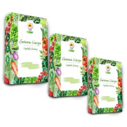 TORAF ZESTAW NASION - SET 5X3 2024 TORAF 36X1SZT