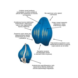 Poduszka ortopedyczna lędźwiowa MFP-5344