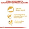 ROYAL CANIN Persian Adult - karma dla kota rasy pers - 2kg ROYAL CANIN Persian Adult - karma dla kota rasy pers - 2kg