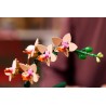 LEGO BOTANICALS 10343 Mała orchidea